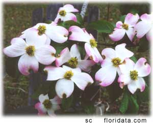 Pink+dogwood+tree+diseases