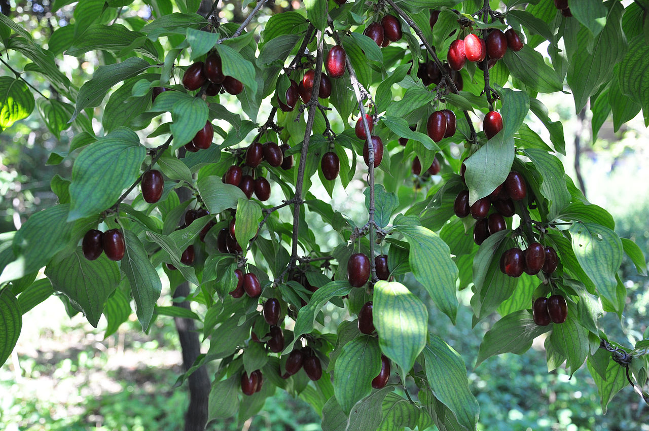 Cornelian Cherry seeds.