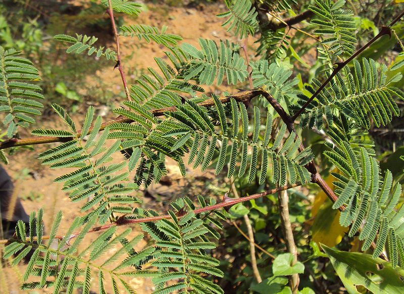 Acacias Seeds from around the world in Retail Packs