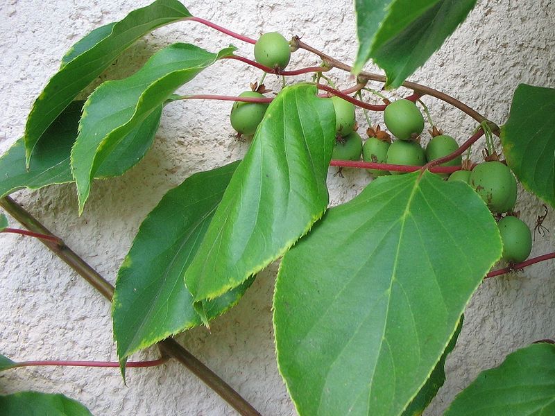 kiwi fruit tree leaves