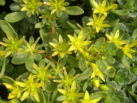 Seeds for Groundcover Plants for the home gardener