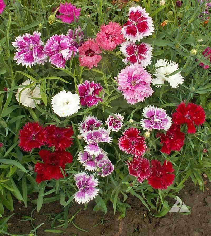 100 Yellow Red Carnation Seeds Dianthus Flowers Seed Flower Perennial 224