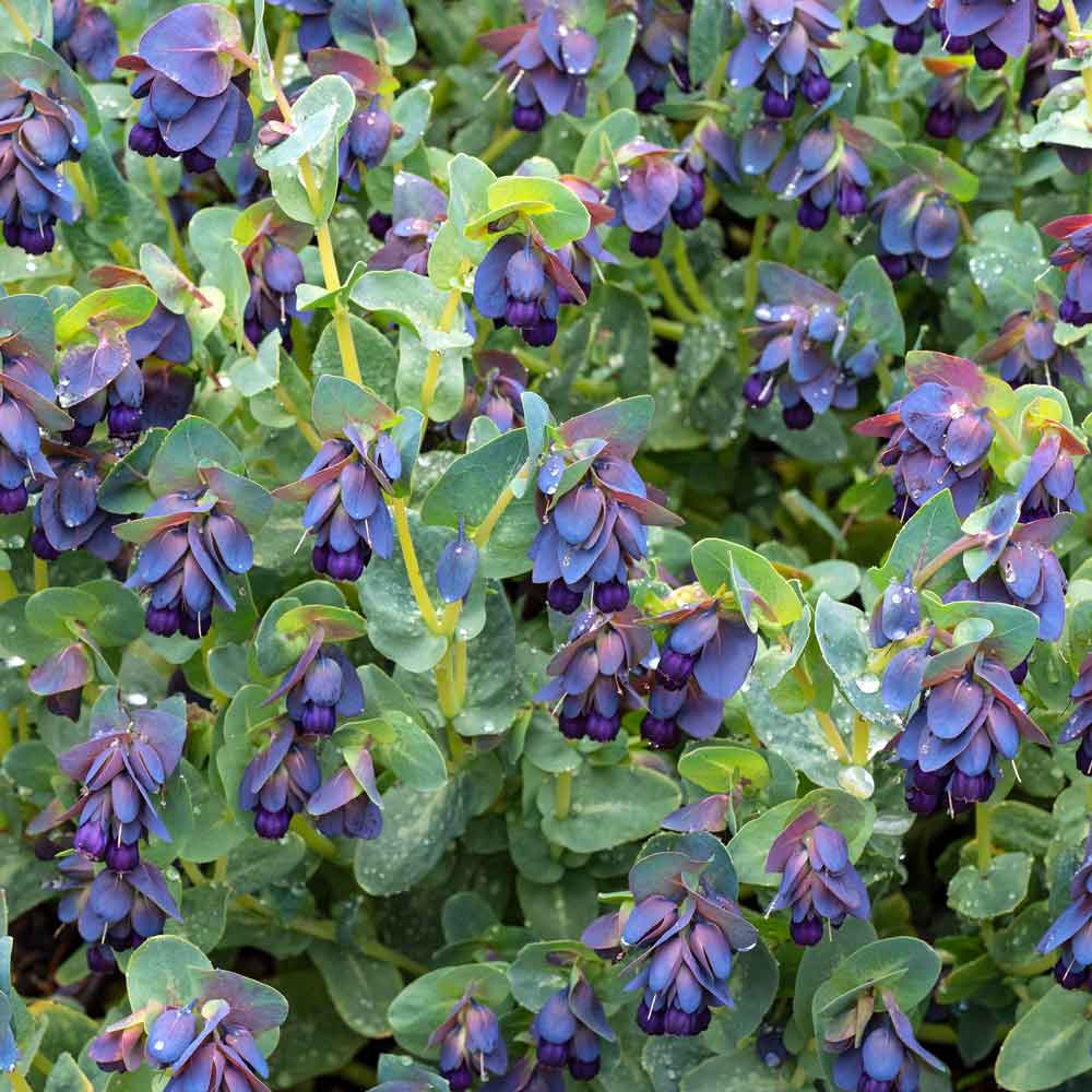 Thlaspi Green Bell - Europe - Greens, Foliages and Branches - Flowers by  category