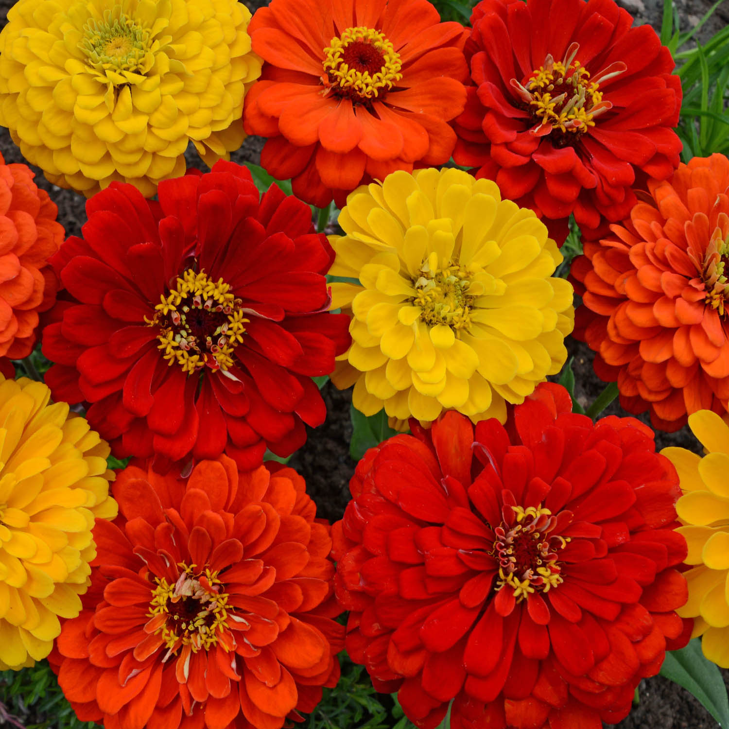 Zinnia Seeds from around the world in Retail Packs