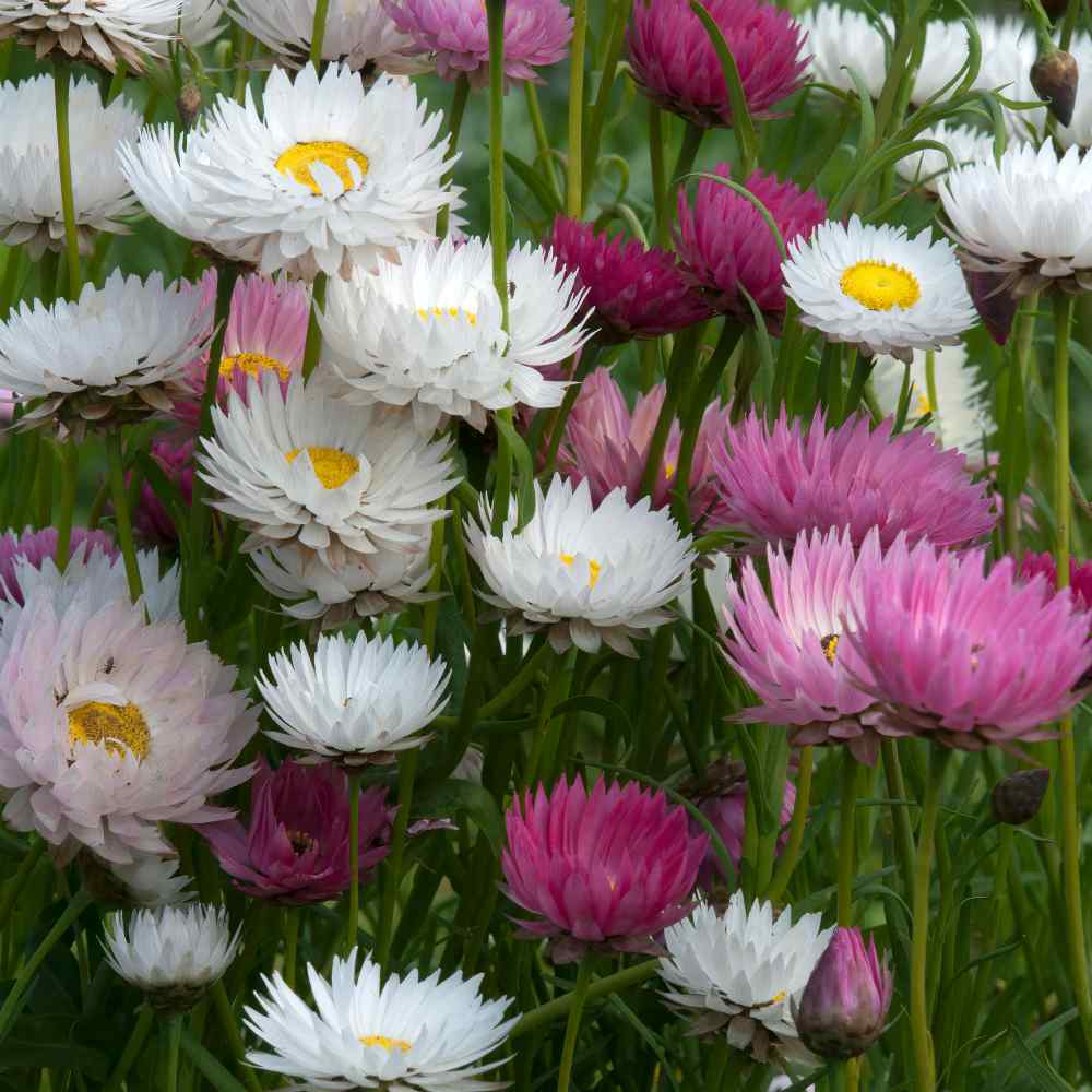 Paper Daisy Pierrot White - Helipterum - Sugar Creek Gardens