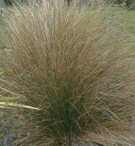 Seed Packets of Ornamental Grasses From Around the World