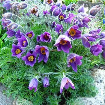 Seedman S Anemone Seeds