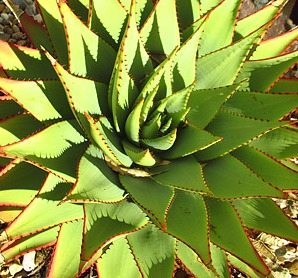 Grow Unusual and Exotic Succulent Plants from Seeds