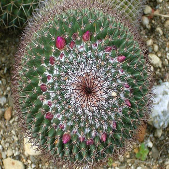 Unusual and Exotic Cacti Plants from Seeds